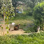 Chata Trojanovice Trojanovice