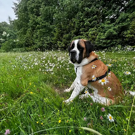 Chata Trojanovice * Trojanovice